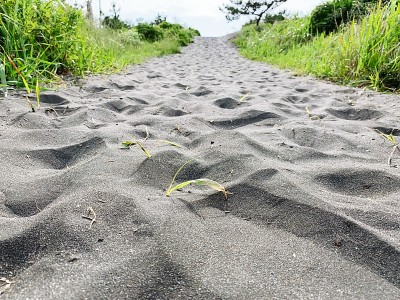 通往海岸的道路