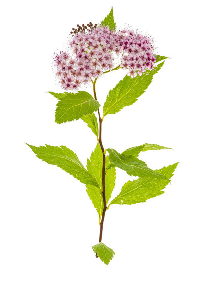 绣线菊japonica分枝具粉红色的花序。照片