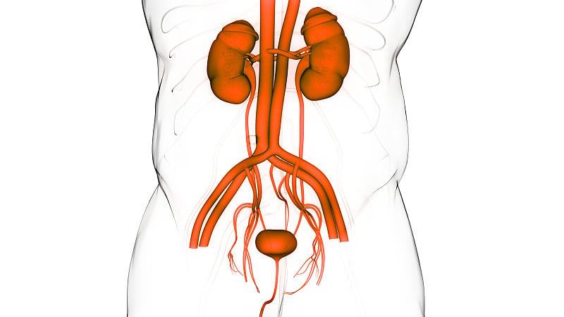 人类泌尿系统肾脏与膀胱解剖学