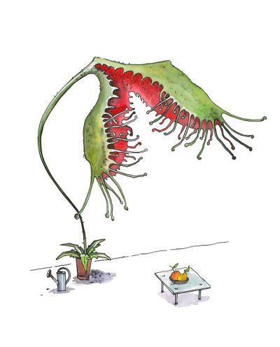 巨型肉食性Drosera rotundifolia在家里