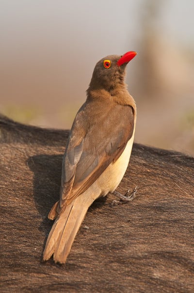 红嘴oxpecker