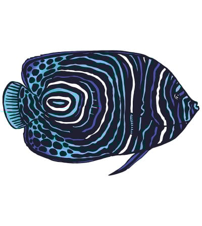 矢量彩色插图的皇帝神仙鱼