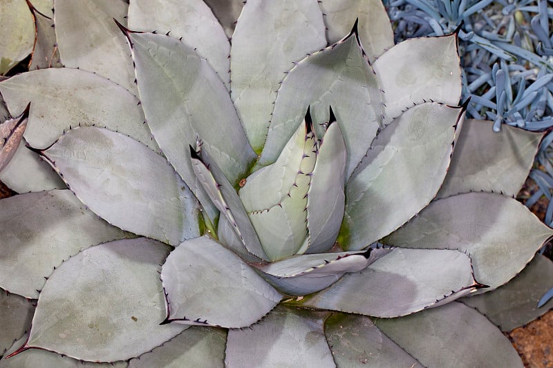 Agave (Agave parryi)花