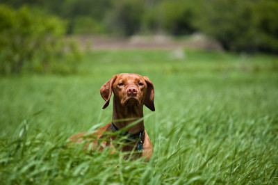 长草里的Vizsla狗