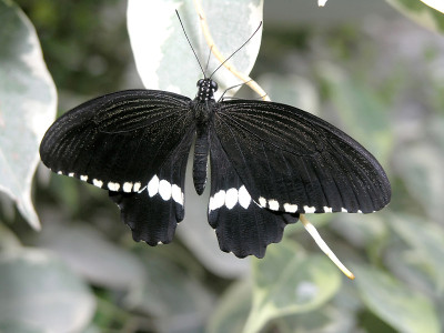 蝴蝶（papilio polytes）