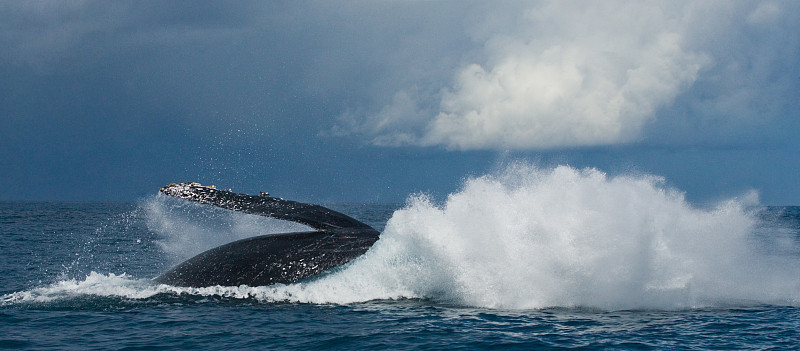 Humpback whale jumps out of the water.