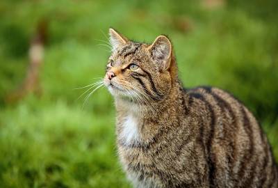 苏格兰野猫的肖像