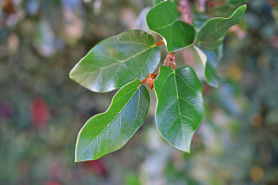 热带榕属植物pumila L。