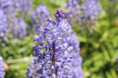 紫水晶草地Squill花- Scilla Litardierei