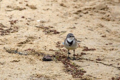 海滩上的角Wagtail