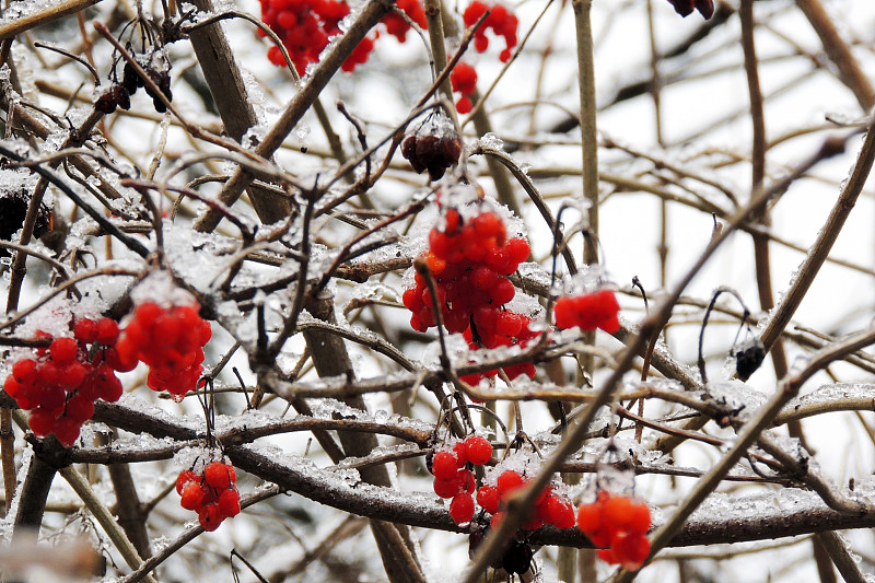 冬天，成熟的荚蒾挂在雪地下的树枝上