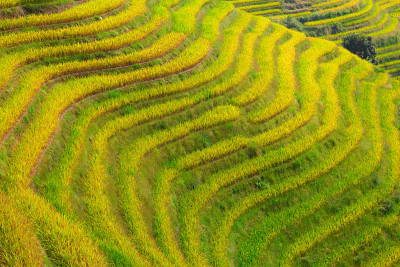 隆基水稻梯田