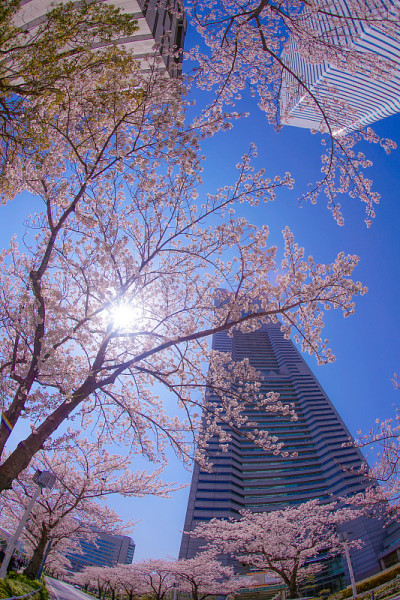 樱花和横滨港人未来的屋顶盛开