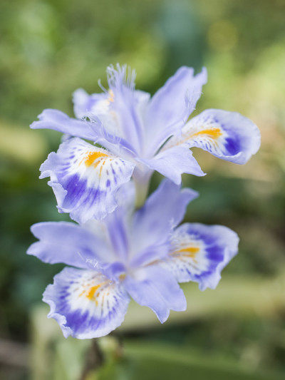 鸢尾花