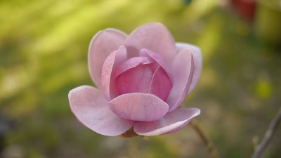 黑郁金香木兰花