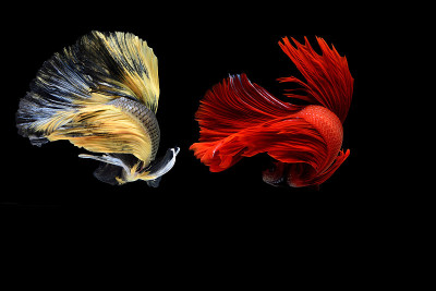 捕捉白色暹罗打斗鱼孤立在黑色背景，Betta splendens，给阿拉伯人的礼物，泰国文化活着，给