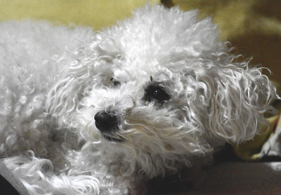 Perro bichon frieze
