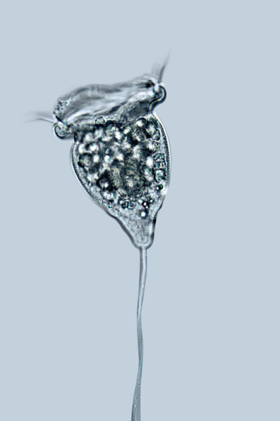 贝尔微生物特写镜头
