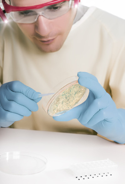 微生物学家收集细菌菌落