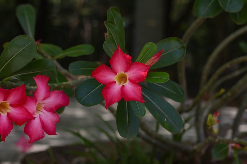 杜鹃花的花