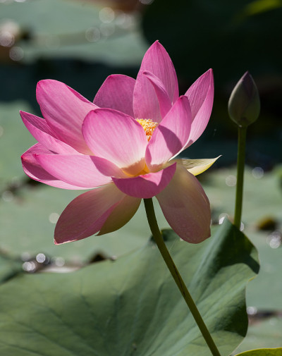 莲花