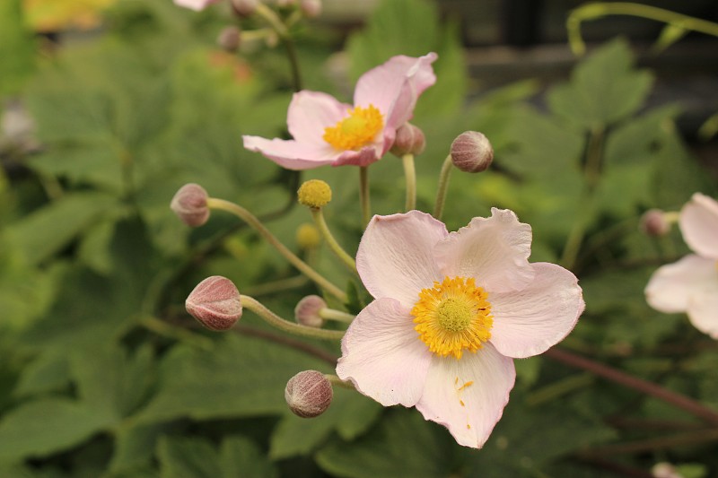 ‘风之花’-银莲花