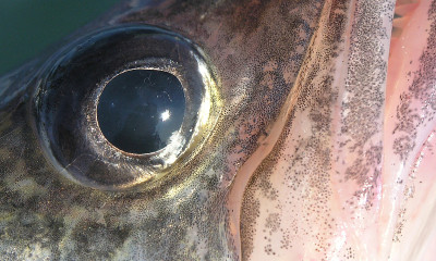 角膜白斑(Sander vitreus)