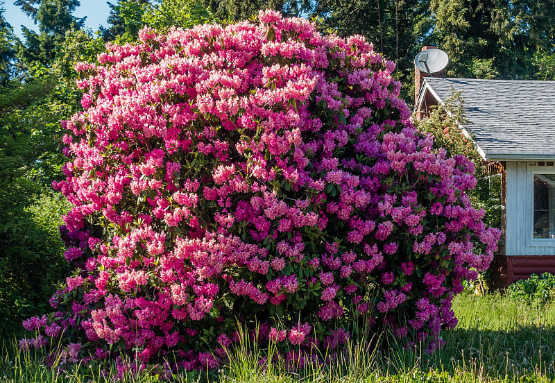 大杜鹃花3