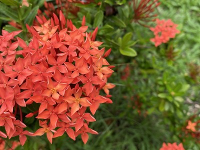 红色异花的特写镜头