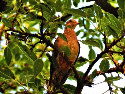 公园里的耳鸽(Zenaida Auriculata)。