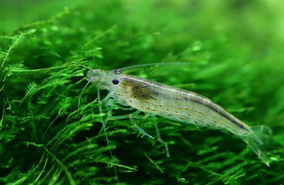 爪哇苔藓上的大和虾