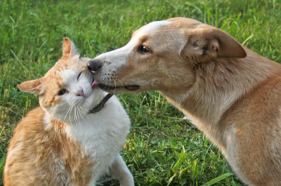 红头发的狗舔猫
