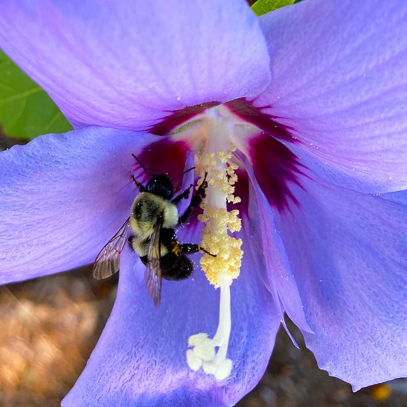 蜜蜂和花粉