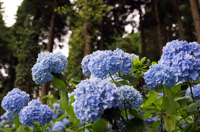 绣球花