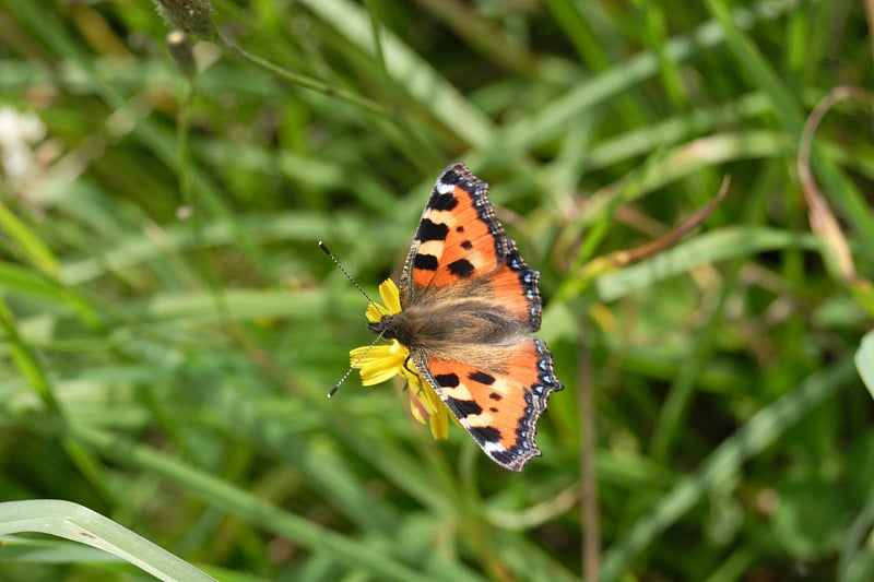 Aglais urticae