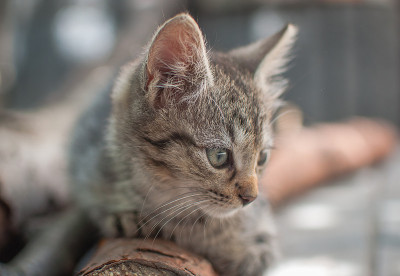 小猫