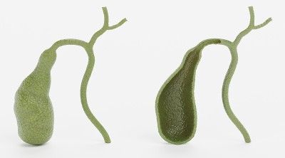 胆囊的现实3D渲染