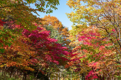 北海道松京的秋叶。