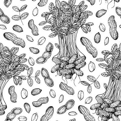 花生以花生为根，植株无缝隙格局。手绘矢量插图。背景草图风格。食品包装设计模板。的打印。
