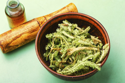 石松属植物治疗药草