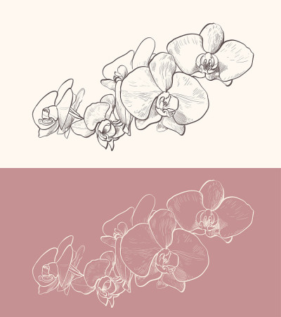 兰花花矢量画。色彩变化的装饰线条艺术插图