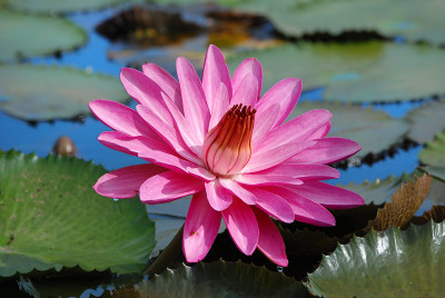莲花