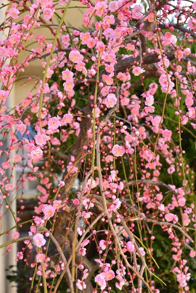 日本的梅花