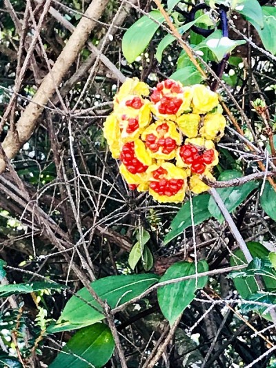 Poas Vulcano的彩色花朵