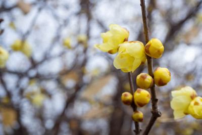 黄色的日本多香花盛开在仲冬