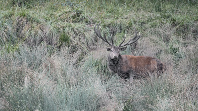 满身泥的雄鹿的美术肖像(Cervus elaphus)
