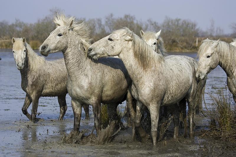 Camargue Horse, Herd standing in Swamp, Saintes Ma