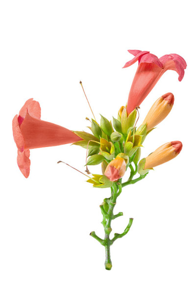 花Bignonia桔梗(Campsis桔梗，中国喇叭藤)孤立