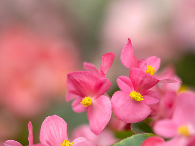 秋海棠花