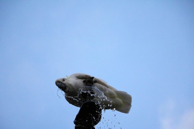 喝着Cacatua galerita
